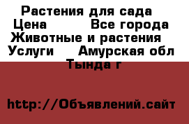 Растения для сада › Цена ­ 200 - Все города Животные и растения » Услуги   . Амурская обл.,Тында г.